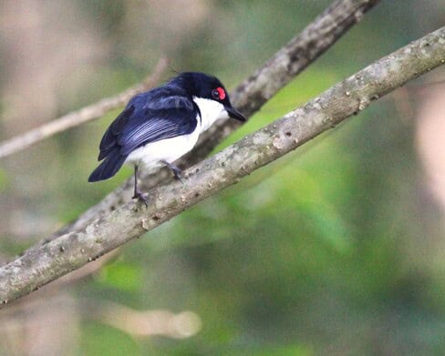 Top bird sightings in St Lucia: Autumn brings rare and exciting species to the region